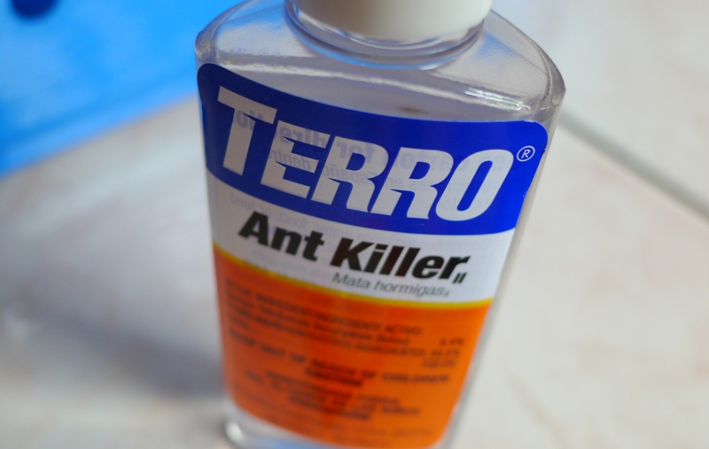 Why You May Want To Rethink Using Terro Ant Bait